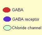 GABA GABA (ácido gama-aminobutírico): principal neurotransmissor