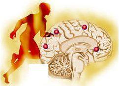 OUTROS NEUROTRANSMISSORES 1 Endorfinas e encefalinas: