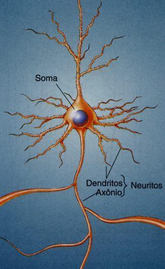 NEURÔNIOS Célula composta por: Corpo celular ou soma: onde se localizam o citoplasma, o