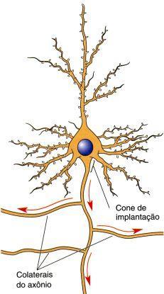 NEURÔNIOS - AXÔNIOS Estrutura altamente especializada na transferência de informação entre pontos distantes do sistema nervoso. Segmento inicial: cone de implantação.