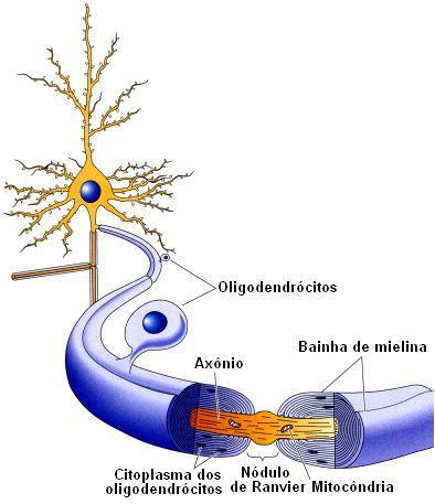 AXÔNIO BAINHA DE MIELINA O axônio está envolvido por um dos tipos celulares seguintes: célula de Schwann: encontrada apenas no SNP; oligodendrócito: encontrado apenas no SNC.