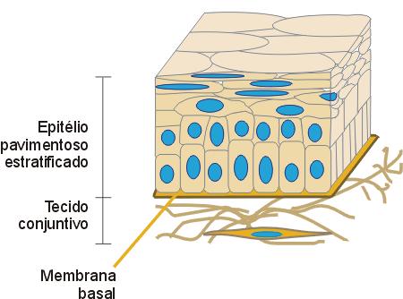 Epitélio Estratificado