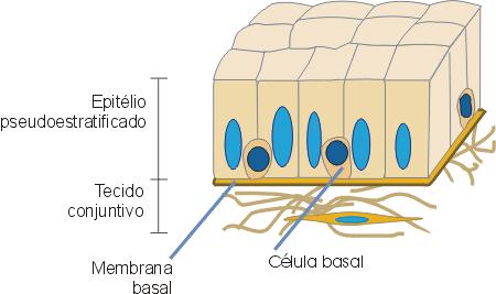 Epitélio pseudoestratificado - Um tipo