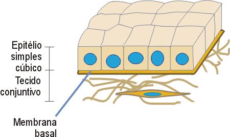 Epitélio simples cúbico