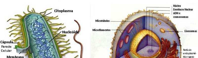 Citologia CITOPLASMA Professora Denise Biologia www.e-conhecimento.com.