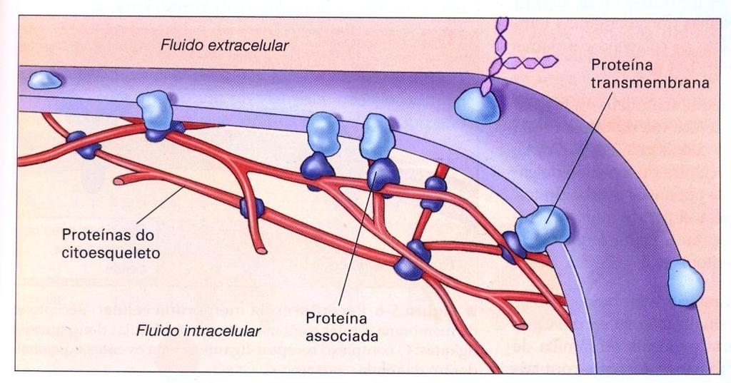 Proteínas