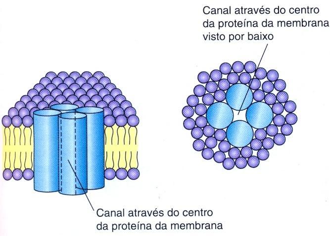 Proteínas