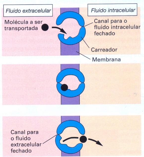 Proteínas Carreadoras Ocorre uma ligação com o substrato, onde a proteína