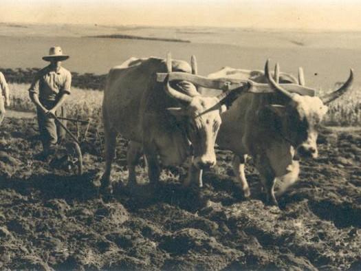 Agricultura no Brasil seguia em marcha lenta 1930...... e repetia o padrão europeu, ainda que não fosse preciso aquecer a terra.