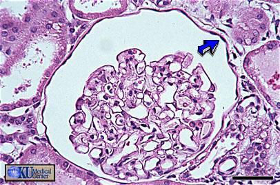 sangüíneos Pleura visceral no pulmão Glomérulo do