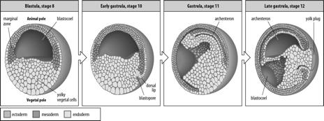 Annbio-Xenopus Gastrulação