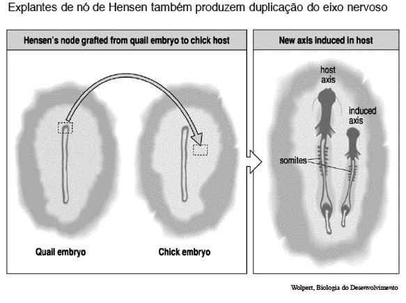 A indução neural de aves