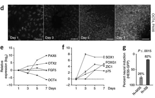 ES e IPS cells Noggin + inibidor ALK receptor