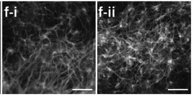 hidroxilase) Experimentos elegantes de Spemann