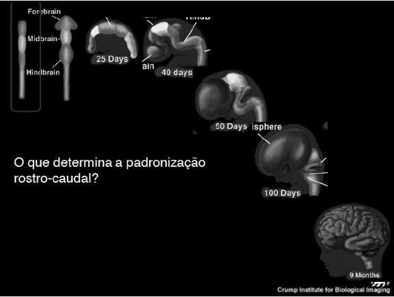 Indução Epidermal Ectoderma