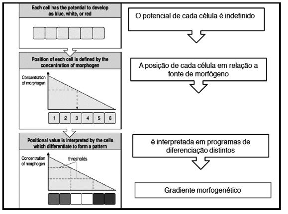 O tubo neural é posicionado com uma