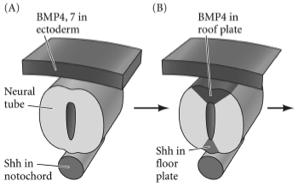 A proporção relativa de Shh vs BMP determinam os destinos neuronais do tubo neural ao longo do