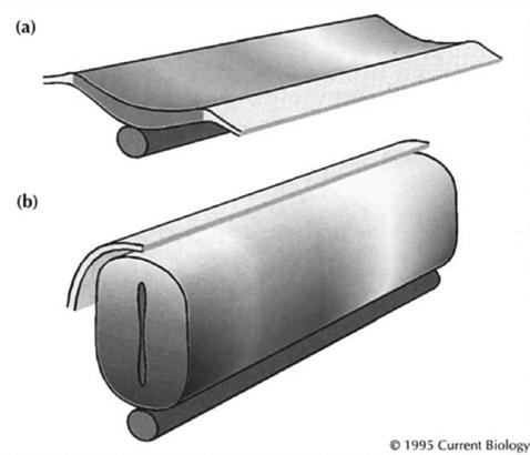 ROSTRO-CAUDAL DO TUBO NEURAL Lumsden, A. & Graham, A., 1995. Current Biology, 5(12), pp.