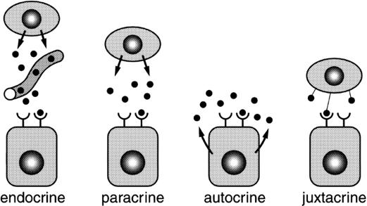 Comunicação célula-célula Paracrine Factor Gradients Motor neurons (PNkx6.