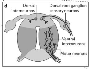 PADRONIZAÇÃO DORSO-VENTRAL DO TUBO NEURAL Lupo, G., Harris, W.