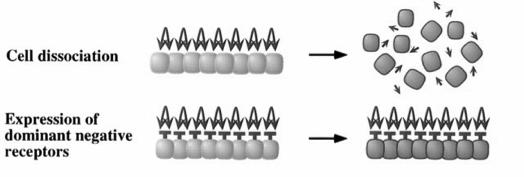 reported in 1994- inhibipon of the acpvin II receptor The