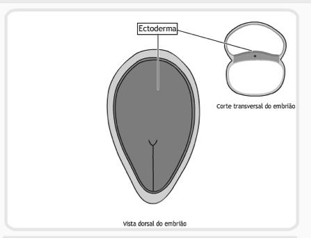 Coluna Vertebral (discos