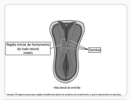 dorsal: somitos Segmentação