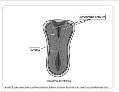 somitos-vértebras sem segmentação