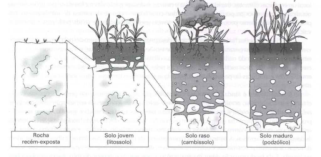 Horizontes do Solo Ação do intemperismo e outros processos resulta na estratificação do solo em camadas As camadas apresentam características