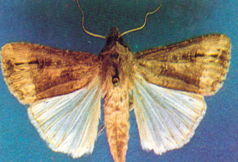 Lagarta Rosca Agrotis ipsilon (Lepidoptera: Noctuidae) Os adultos são mariposas de coloração pardo-escura a marrom com algumas manchas escuras nas asas anteriores.