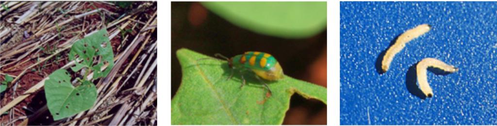 Vaquinha Diabrotica speciosa (Coleoptera: Chrysomelidae) O adulto de Diabrotica speciosa apresenta coloração verde com três manchas amarelas no dorso, mede cerca de 6 mm de comprimento e vive, em