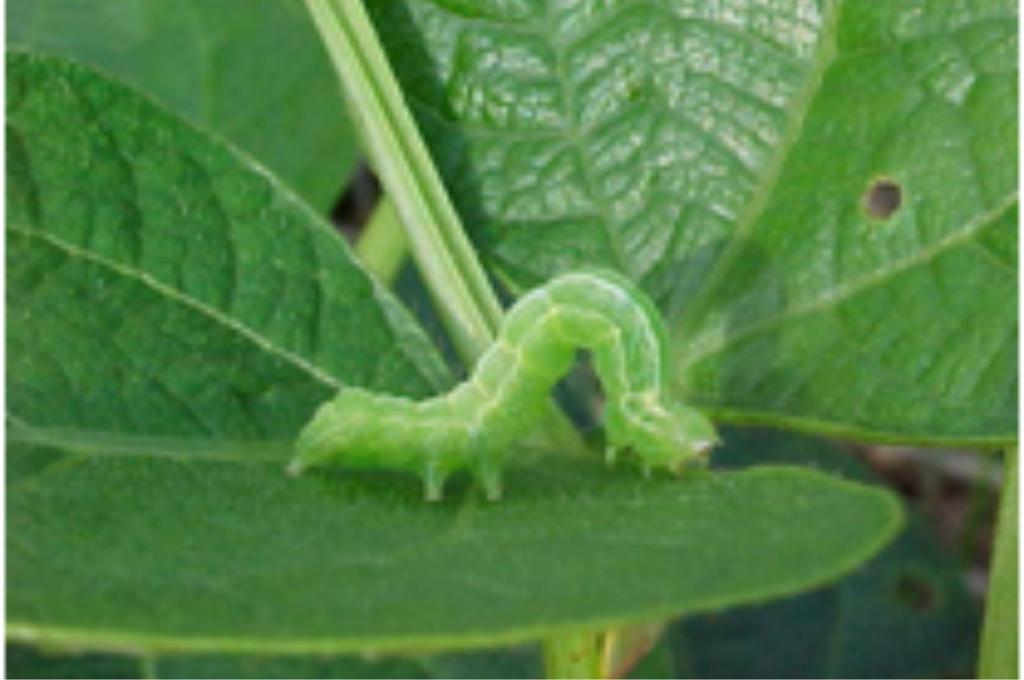 Lagarta Falsa-Medideira Pseudoplusia includens (Lepidoptera: Noctuidae) O adulto da falsa-medideira é uma mariposa de coloração marrom-acinzentada, com duas manchas prateadas no primeiro par de asas.