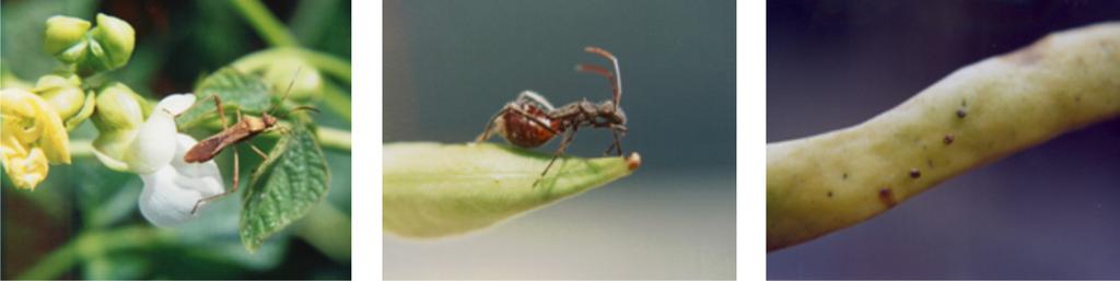 Percevejo Manchador dos Grãos Neomegalotomus simplex (Heteroptera: Alydidae) O adulto apresenta corpo estreito, cabeça destacada, coloração marrom clara e mede de 10-11 mm.