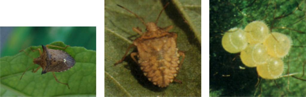 Percevejo Marrom Euschistus heros (Heteroptera: Pentatomidae) E. heros é um percevejo marromescuro, com 11 mm de comprimento e dois espinhos laterais no protórax.