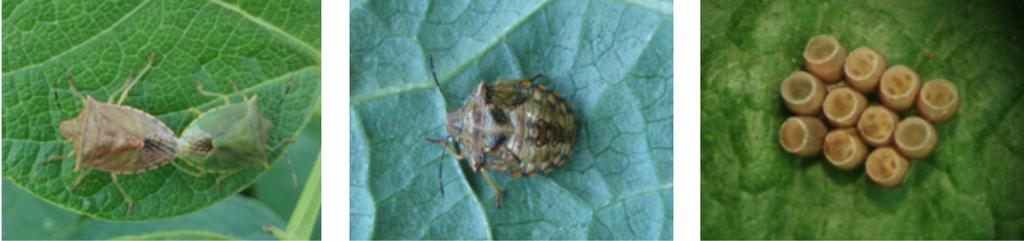 Percevejo Pardo Thyanta perditor (Heteroptera: Pentatomidae) Os adultos com 9 a 11 mm de comprimento, apresentam coloração verde ou parda com uma listra transversal marrom-avermelhada na parte dorsal