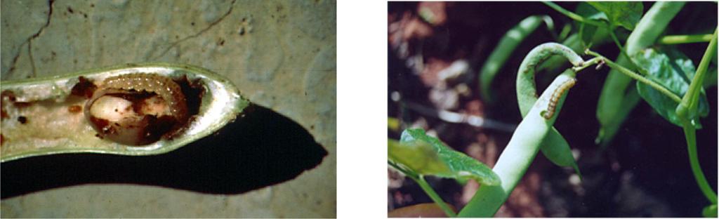 Etiella zinchenella (Lepidoptera: Phycitidae) Etiella zinchenella é uma mariposa, com cerca de 2 cm de envergadura, de asas anteriores cinza-escuras e posteriores cinza-claras.