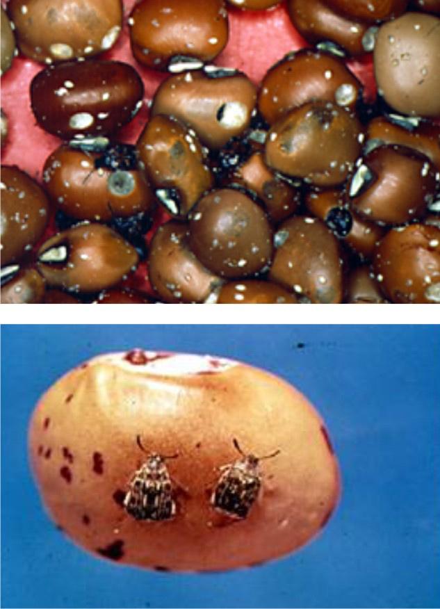 Caruncho do Feijão Zabrotes subfasciatus (Coleoptera: Bruchidae) Esse caruncho ocorre nas regiões mais quentes dos trópicos e só infesta os grãos após a colheita, no armazenamento do feijão.