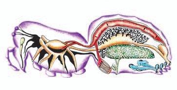 Vaso sangüíneo Glândula de veneno Gânglios cerebrais Estômago sugador Coração Hepatopâncreas Intestino Ovário