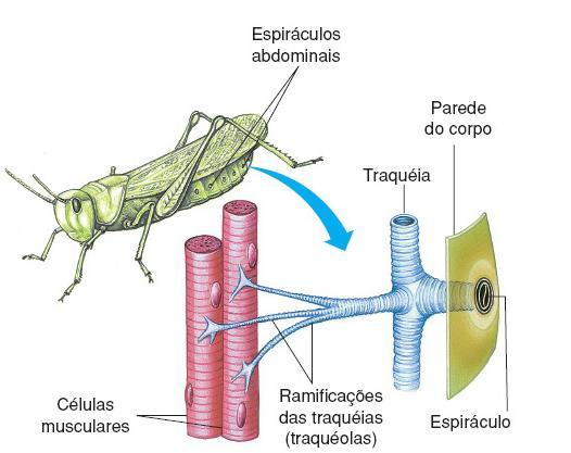 São invertebrados bem adaptados ao ambiente terrestre Características