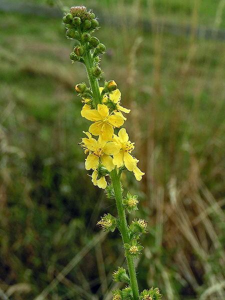 HIPERSENSIBILIDADE A INFLUÊNCIAS E IDÉIAS AGRIMONY - Agrimonia eupatoria Aspecto negativo: esconde uma tortura interna atrás de uma fachada de alegria. Não assume seus sentimentos, pulmão.