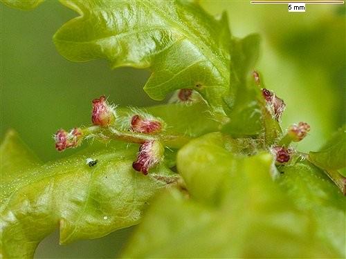 positivismo, assume a responsabilidade por sua própria vida e felicidade. OAK - Quercus robur Aspecto negativo: normalmente forte e corajoso, um lutador, não se rende a doença ou adversidades.