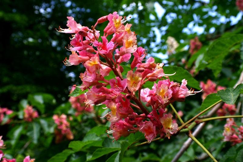 aventura e confiança no Divino, coragem. RED CHESTNUT - Aesculus carnea Aspecto negativo: preocupação ou medo que aconteça algo de ruim com seus seres queridos.