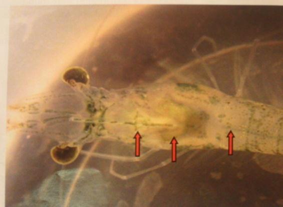 EMS / AHPNS: Enfermidade Infecciosa Causada por Bactéria Sinais macroscópicos da AHPNS em camarão positivo onde é possível observar o estômago vazio (à esquerda), hepatopancreas pálido e atrofiado