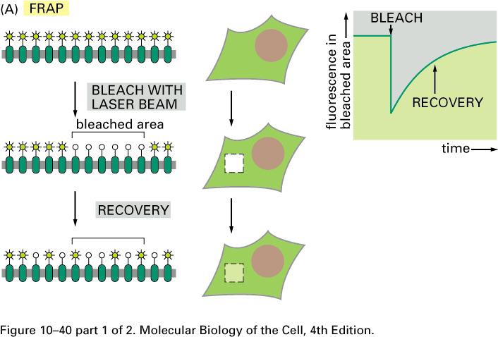 Fluorescence Recovery After Photobleaching Fluidez depende da temperatura.