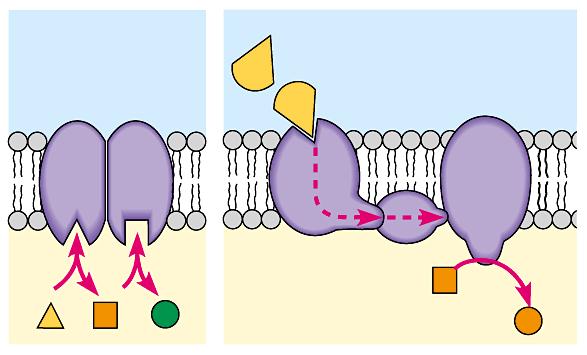 Proteínas de Membranas Muitas das proteínas de membranas são enzimas.