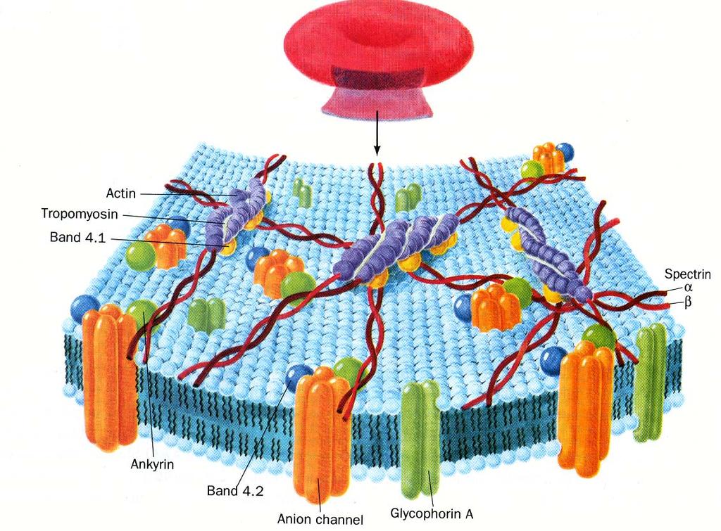 A membrana citoplasmática tica Compartimentalização Base para atividade biológica Barreira