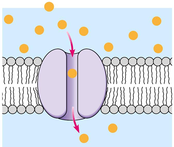 Difusão Facilitada Transporte Passivo de molécula polar através de proteína transportadora nenhuma energia usada.