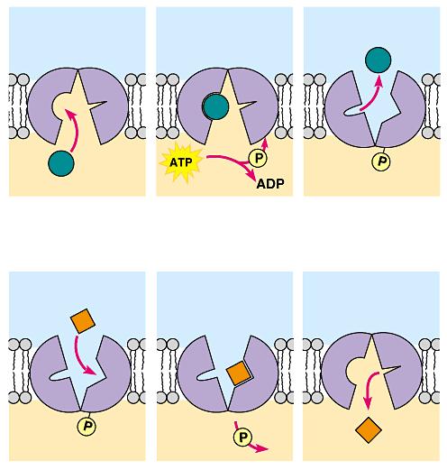 Transporte Ativo Transporte ativo de dois solutos ATP ativa a proteína A ligação do fosfato muda aforma e afinidade pelo soluto FLUID OUTSIDE CELL Transport protein First solute 1 First solute,