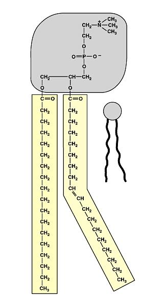 Bicamada Fosfolípídeos são o principal componente estrutural da membrana.