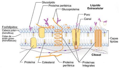 Membrana